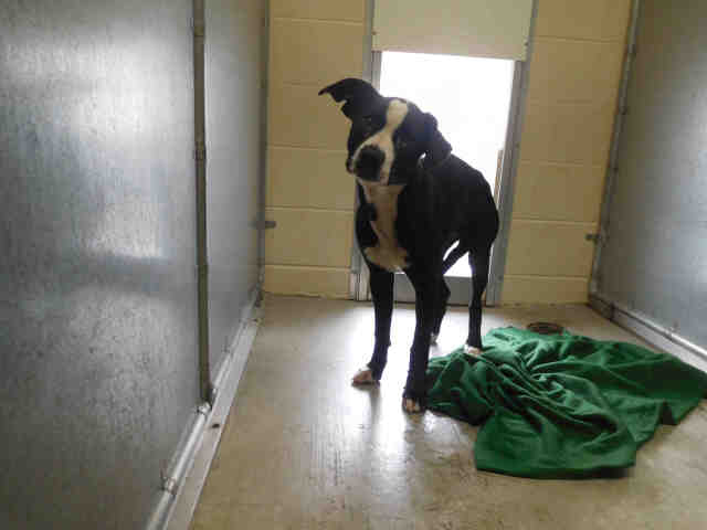 Animal Cruelty Case 201605430